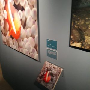 Exposição Da Indonésia à Amazônia – Expedições de Jean-Michel Cousteau