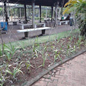 Parque Cordeiro – Martin Luther King